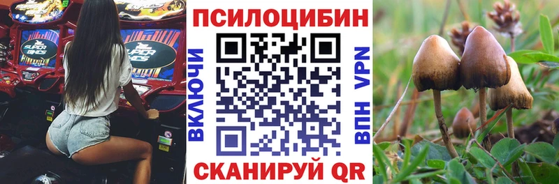 Купить где  Видное  Галлюциногенные грибы мицелий 
